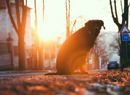 1 év börtönbüntetés, vagy 10 ezer eurós bírság jár egy utcára kitett állatért Olaszországban!