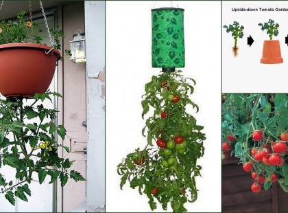 Paradicsom termesztése fejjel lefelé - Így csináld,lépésről-lépésre