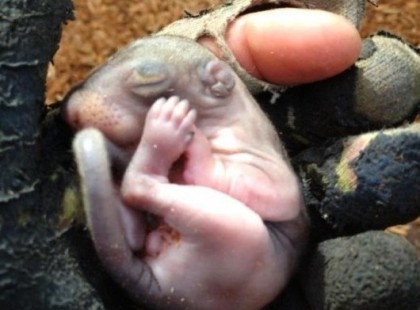 A férfi kertészkedés közben bukkant rá. Nem telt bele sok idő, mindennél fontosabb lett számára: