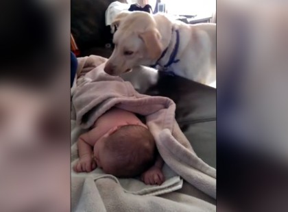 Ha a labradort nem hagyják egyedül a kisbabával, mindez nem történt volna meg: