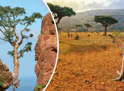 Ez a világ legbizarrabb szigete: földönkívülieknek látszó fajoknak ad otthont!