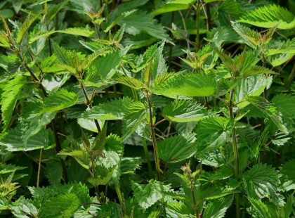 Nagyanyám titkos gyógyreceptjei: ezért nem járt soha a patikába