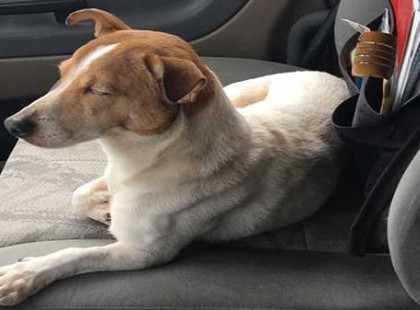 A kamionos felvette az út szélén ugató kutyát. Az eb addig nem nyugodott, míg be nem vitte jótevőjét egy erdőbe: