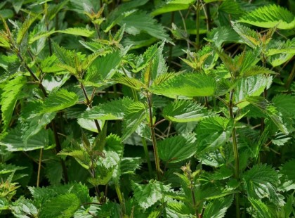 Nagyanyám receptjei: ezért nem járt soha a patikába