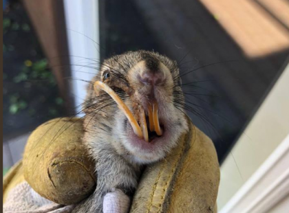 A farmer talál egy szegény mókust kanyargós, nagyra nőtt fogakkal – hazaviszi, hogy megmentse az életét