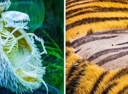 23 szemfelnyitó fotó, amelyek bebizonyítja, hogy a természet tele van rejtélyekkel