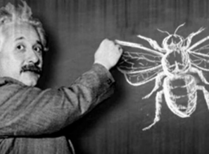 Albert Einstein: “Ha a méhek valaha eltűnnek a Földről, az emberiségnek csak négy éve lenne hátra”