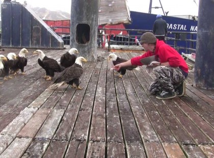 Egy alaszkai férfi több tucat Fehérfejű rétisast etet, aztán a kamera hirtelen balra mozdul… AZTA
