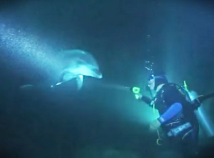 A sérült delfin megközelítette a búvárokat, hogy segítséget kérjen. Semmi sem tudta felkészíteni őket arra, amit láttak!