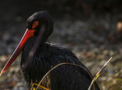 Megérkezett Zoltán Afrikából. Ő az a fekete jeladós gólya, akit az egész ország ismer