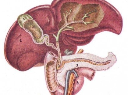 Májtisztító és epekezelő recept