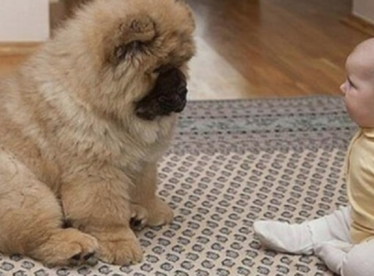 A kisbaba fél oldala le volt bénulva. Az orvos azt tanácsolta, hogy vegyenek egy bizonyos fajta kutyát: