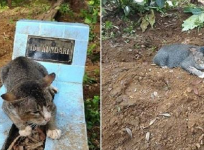 Hiába akarta befogadni a férfi, a cica nem mozdult a sír mellől. Nyomozni kezdett, és mindent kiderített: