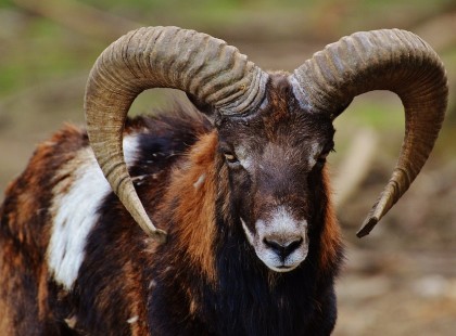 A kos csillagjegyről sokan azt gondolják, hogy rideg és parancsolgató, pedig…