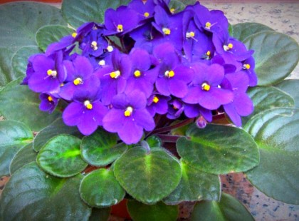 Ezek a növények boldogságot és nyugalmat hoznak a házba!