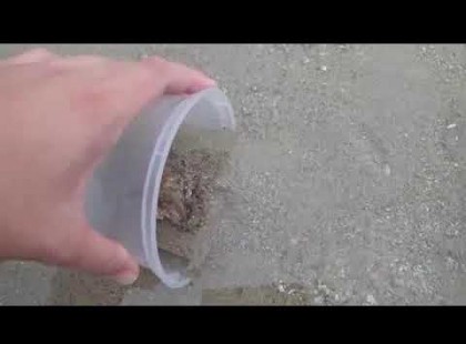 Egy férfi megment egy polipot a homokból. Ami ezután történik, azt soha nem fogja elfelejteni!