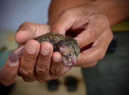 Egy család talál rá erre az apró “cicára” — majd az állatorvos megmondja nekik, mi is az valójában