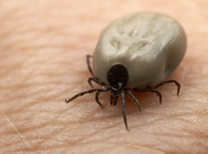 Csak erre lesz szükséged, ha kimész: tökéletes természetes kullancsriasztó