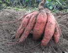 Így lesz tele a ker­ted édes­bur­go­nyá­val, rö­he­je­sen olcsó meg­ol­dás