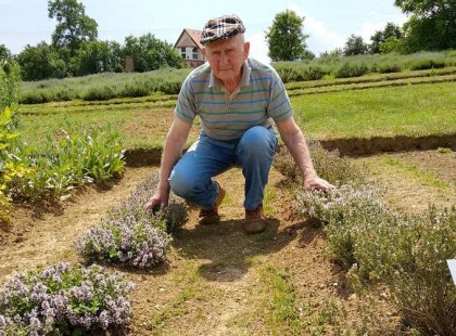 Ez az 5 legjobb gyógynövény alvászavar ellen