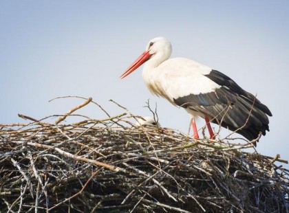 Nagyon rossz hírünk van: elpusztult Magyarország kedvenc gólyája