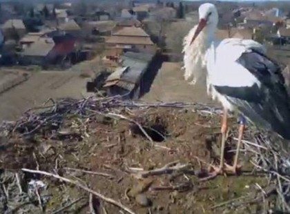 Nyíllal lőtték le a híres Magyar fehér gólyát, Bárót. Isten veled Báró