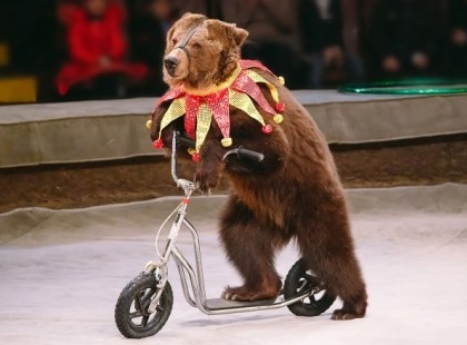 Betiltják a vadállatok cirkuszi szerepeltetését Madridban