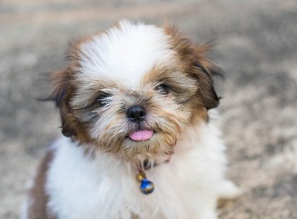 Menyasszonya kutyáját erőszakolta halálra ez a férfi – videó