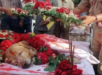 Ez a hűséges kutya rávetette magát a kislányra az esküvőn – aztán csak egy robbanást hallanak