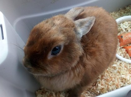 Itt az első szél­nek eresz­tett hús­véti nyu­szi