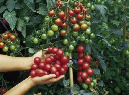 Ilyen varázslatot tesz a szódabikarbóna kertedben a paradicsommal!