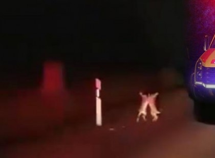 Óriási verekedésbe keveredett két nyúl az úton Nagyatádnál, a mentők lezárták a területet