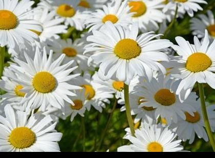 Egy kutatás leleplezte, hogy a kamilla tea segít a nőknek tovább élni