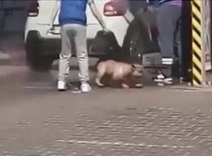 Ma­gas­nyo­mású mo­só­val tisz­tí­tot­tak egy ku­tyát az au­tó­mo­só­ban