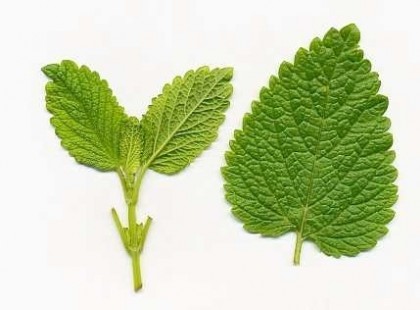 A citromfű tea egészségre gyakorolt jótékony hatása