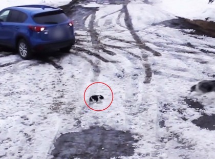 A tolató nő nem láthatta csivavájukat - Ami ezután történt, arra nincsenek szavak