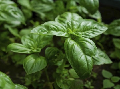 Ez a világ legerősebb antioxidánsa, ami gyorsabban leviszi a koleszterint bármilyen patika szernél