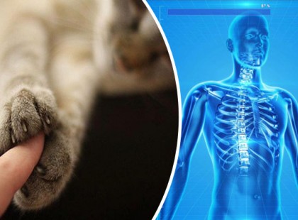 A macskák közelsége miatt számos betegségtől megszabadulhatsz!