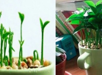 A barátnőmnél mindig kellemes illat volt, nem tudtam mitől, de ekkor elárulta a féltve őrzött titkát