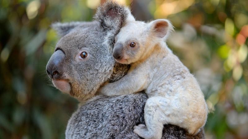 Koala maci kihalás