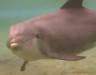 A búvárok merülés közben észrevették, hogy a delfin furcsán viselkedik: közelebb mentek és csodát láttak