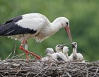 Hagyta meghalni az 5 gólya fiókát a nemzeti park, szerintük ez a természet rendje