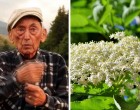 Híres román fitoterapeuta: “A bodzatea sokkal jobb, mint az aszpirin”