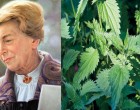 “Ha az emberek tudnánk, mennyi gyógyhatása van a csalánnak, csak csalánt termesztenének” – Maria Treben