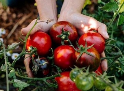 5 hatékony házi módszer, hogy bőséges paradicsomtermésben legyen részed!