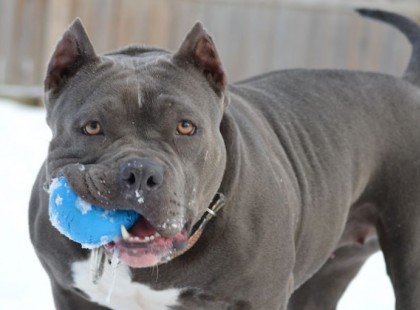 Hagyta, hogy a lányával aludjon a pitbull. Ez lett belőle: