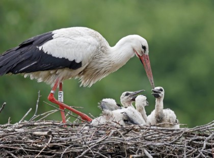 Hagyta meghalni az 5 gólya fiókát a nemzeti park, szerintük ez a természet rendje