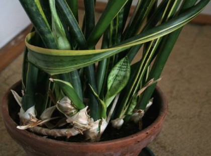 Neked is van ilyen szobanövényed? Így gyógyít téged anélkül, hogy észrevennéd!