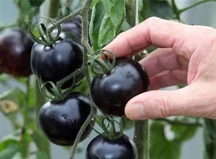 Az elhízás a cukorbetegség, a rák és megelőzésében is hatékony a fekete paradicsom