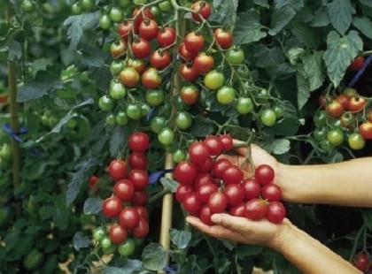 Ilyen fantasztikus csodát tesz a szódabikarbóna kertedben a paradicsommal!